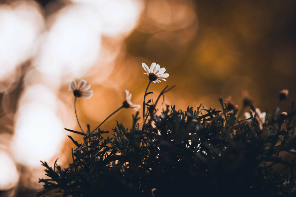 Moody Flower | Moody Flower - Realisiert mit Pictrs.com