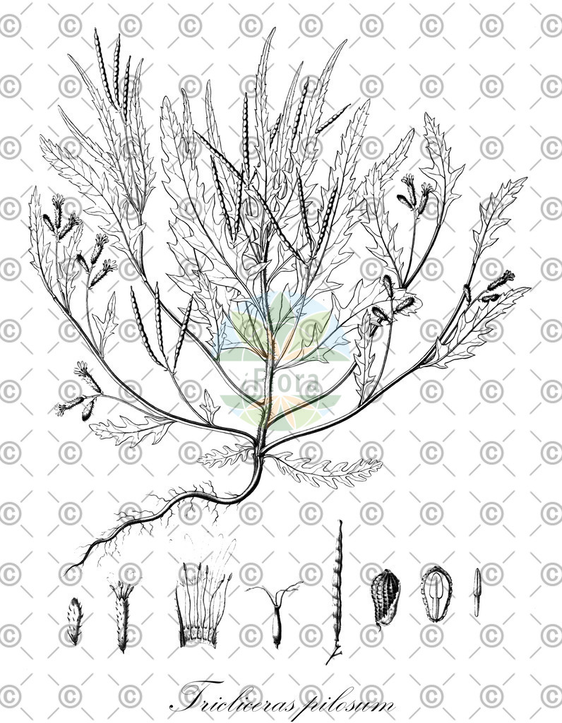 HistAbb_wfo-0000773292_1_ENZY_Simple | Historische Abbildung von Tricliceras pilosum - Passifloraceae | Historical Illustration of Tricliceras pilosum - Passifloraceae