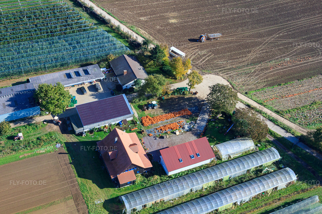 Luftbild: Holderbühlerhof Kürbisernte in Kandel im Bundesland Rheinland-Pfalz in Deutschland. Foto: IMG_34950.jpg vom 26.10.2010 durch Werner Riehm/FLY-FOTO.de
