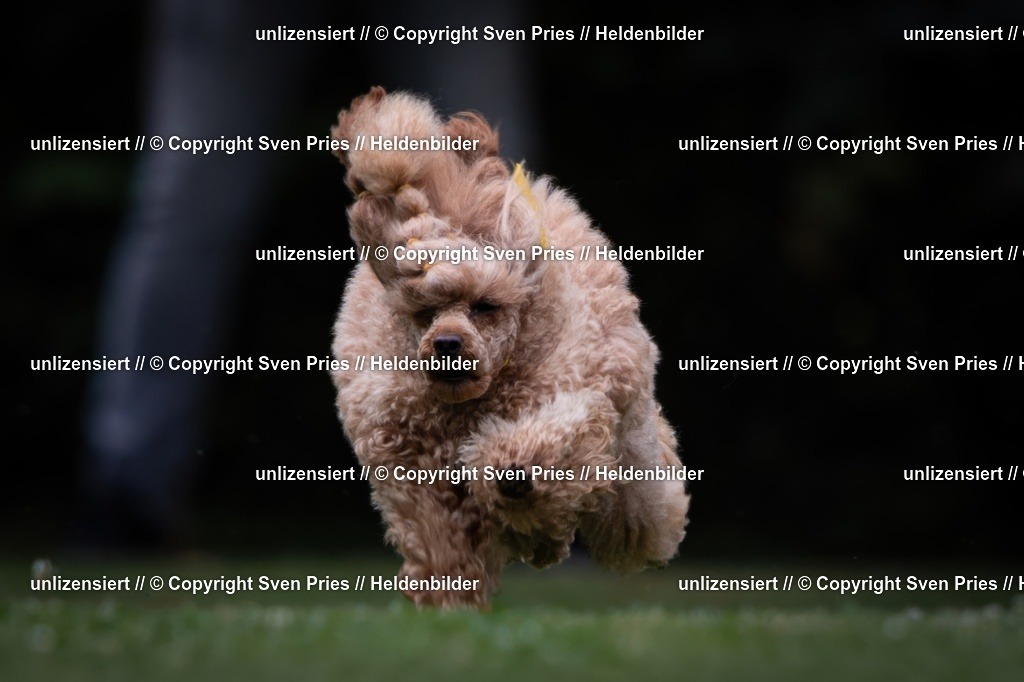 Sven Pries | 19. Allgemeines Hunderennen Karlsruhe Durlach - Realisiert mit Pictrs.com