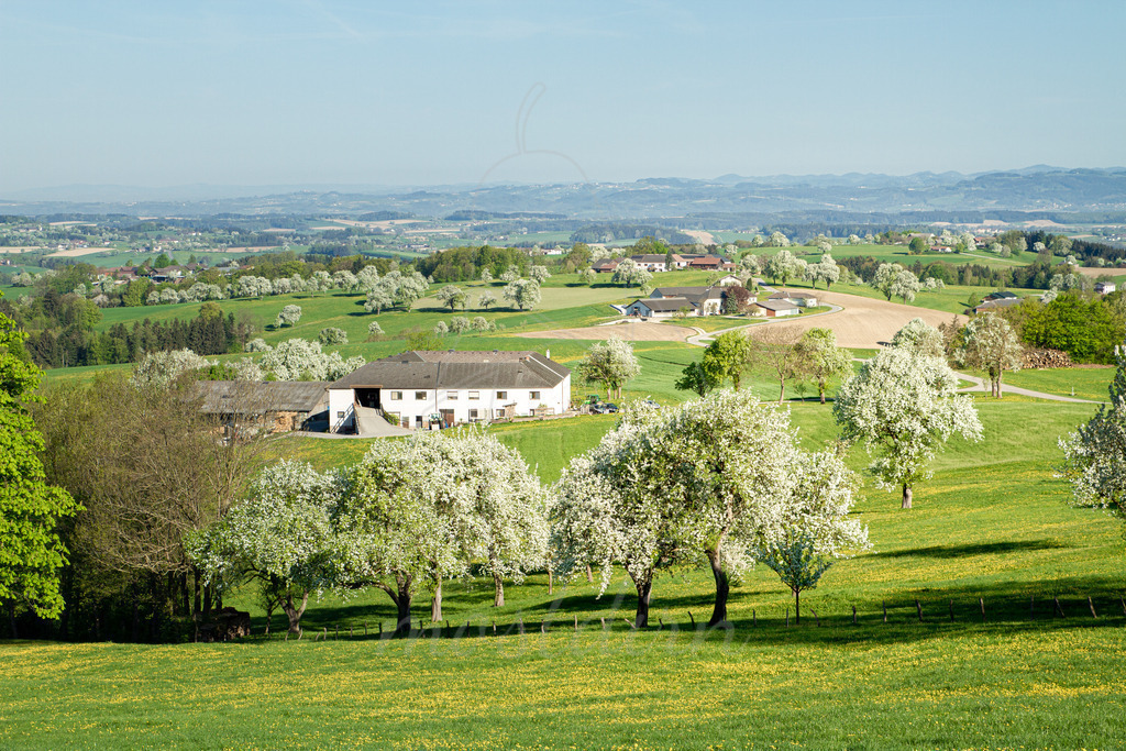 Birnbaumblüten soweit das Auge reicht! | Bei Veröffentlichung des Bildes ist eine Namensnennung wie folgt erforderlich: 
Foto: Mostdirn Irmgard Wieser
 - Realisiert mit Pictrs.com