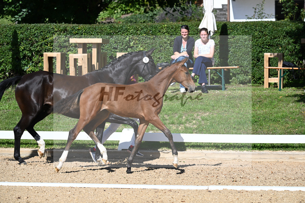 Kat-Nr. 1 SF DSP Va Bene x Baron_Riederer_27230025 | hf-fotografie - Realisiert mit Pictrs.com