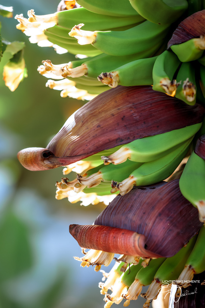 20250321-161557 LA PALMA_169-1 | Herzlich willkommen auf meiner Seite! Ich bin Elke Wallnisch, Deine Fotografin für lichtstarke Momente. Der Name steht für alles, was mich mit der Fotografie verbindet: Das Licht und seine machtvolle Wirkung auf eine Situation oder unsere Stimmung - Realisiert mit Pictrs.com