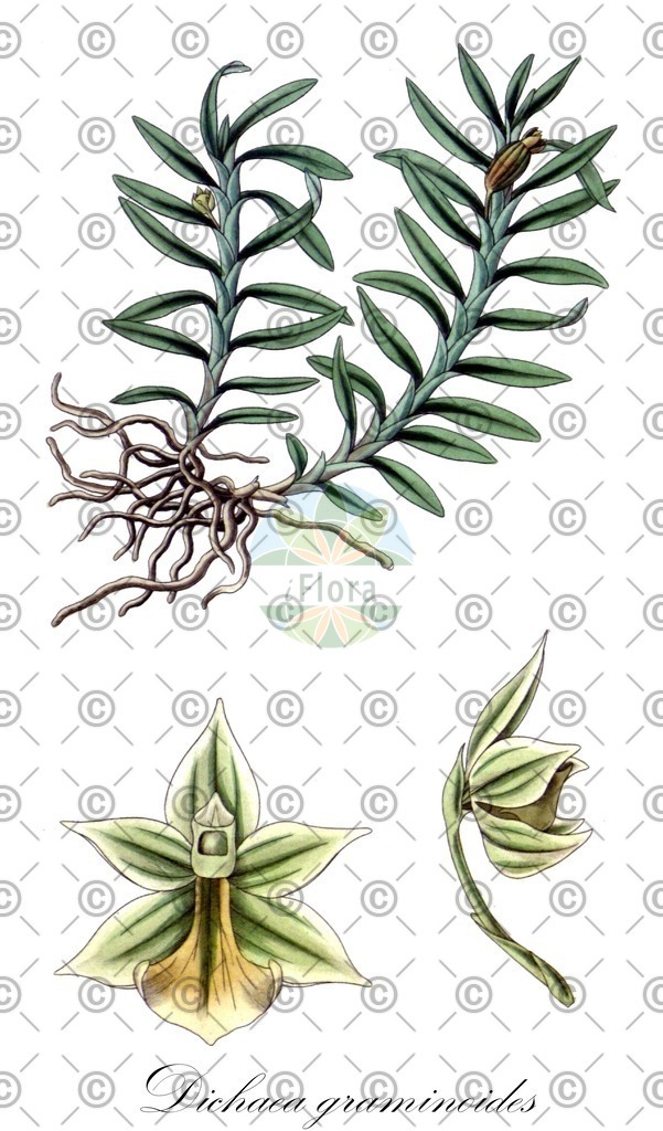 HistAbb_wfo-0000863544_1_ENZY_Simple | Historische Abbildung von Dichaea graminoides - Orchidaceae | Historical Illustration of Dichaea graminoides - Orchidaceae