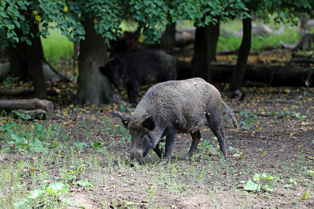 Foto: Leipzig - Wildpark Leipzig | Das Team hinter BILDLEXIKON LEIPZIG bündelt historische wie aktuelle Informationen über die Stadt Leipzig in Text und Bild auf einer Plattform und stellt diese der interessierten Öffentlichkeit zur Verfügung.