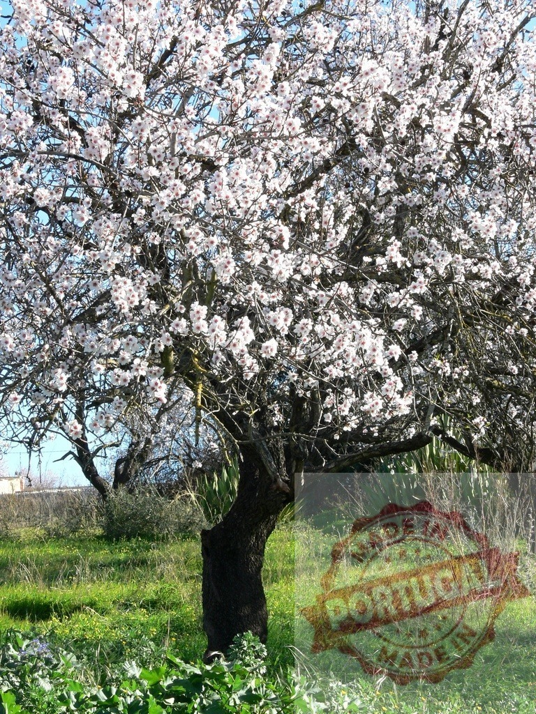 Almond tree blooming with white flowers in spring | Almond tree branches featuring white blossoms against a blue sky, signifying spring's arrival - Realized with Pictrs.com
