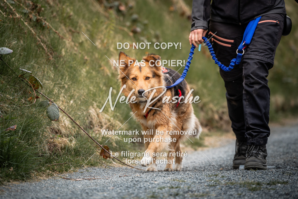 nelerasche_SaAbends_49 | nelerasche
