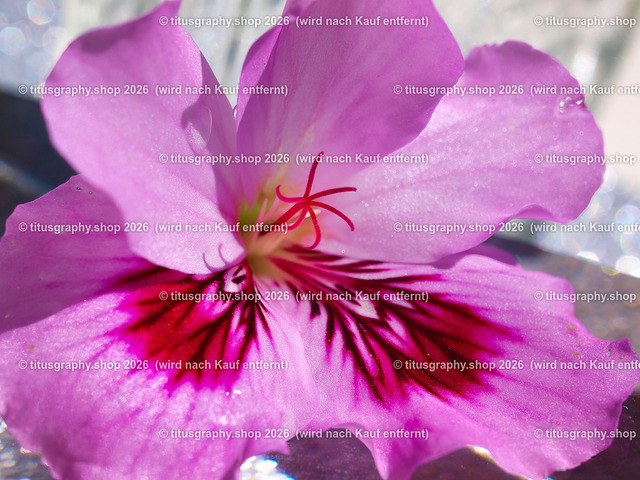 titusgraphy_P7127674-vz-ln | titusgraphy-shop: Geschenkideen mit Qualitätsfotos. titusgraphy-shop: gift ideas with quality photos. titusgraphy-shop: idées cadeaux avec photos de qualité.  - Realisiert mit Pictrs.com