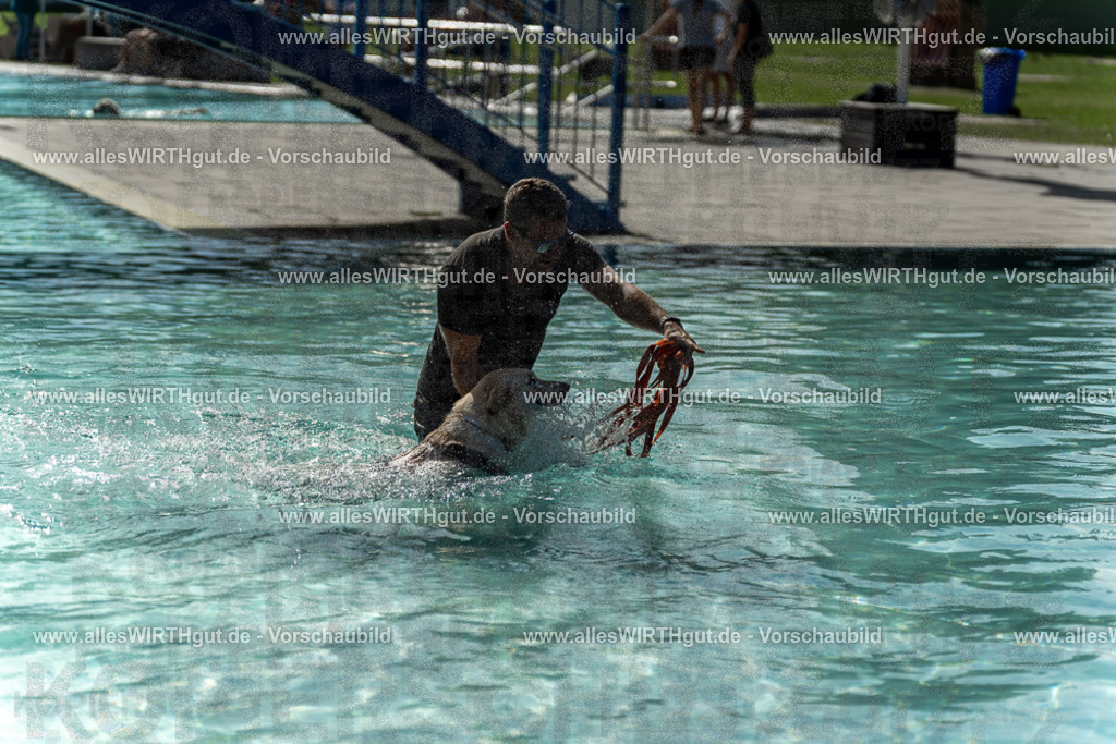 Hundeschwimmen_Volksbad_2026-allesWIRTHgut_Tierfotografie-2609061543-7R501737 | Professionelle Tierfotografie in Mönchengladbach von Daniel Wirth (allesWIRTHgut). Liebevolle & natürliche Bilder von Hunden & Katzen für unvergessliche Erinnerungen.