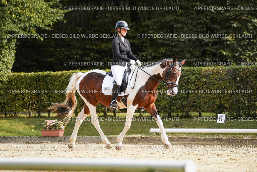 DSC04433 | Pferdegrafie