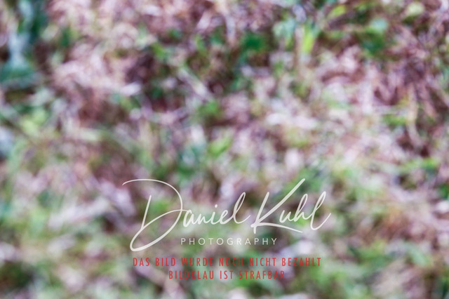 DKP45698 | Turniersportfotografie; Pferdefotografie; Dressurfotografie