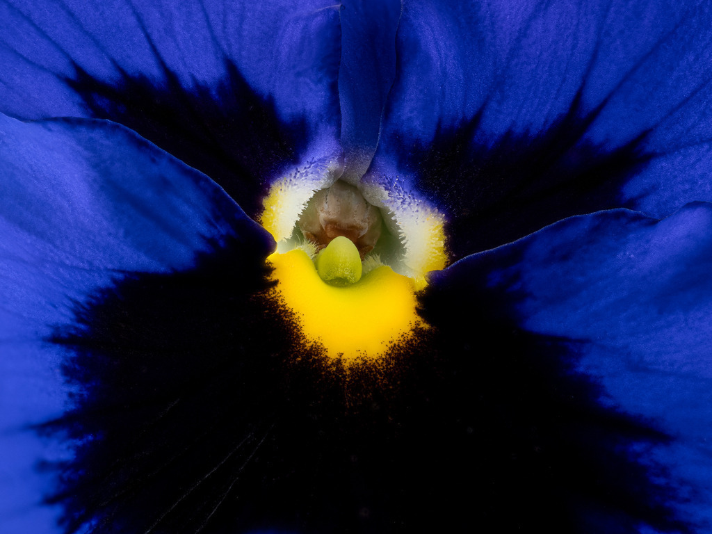 Panie Blue and Black | Fotos in hoher Qualität, extrem scharf, viele schöne Details mit leuchtenden Farben. Blütenbilder für Zuhause, Praxis, Kanzlei oder Büro. Aufnahmen in Low Key, nahezu monochrom. Hochwertige Materialien: Alu Dibond, Hahnenmühle, Forex, Fotodrucke. - Realisiert mit Pictrs.com