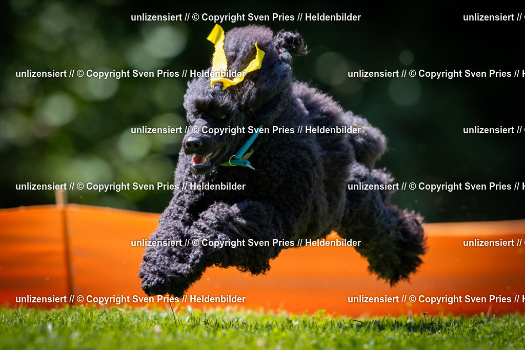 Sven Pries | 2025-08-10 - Hunderennen Durlach - Realisiert mit Pictrs.com