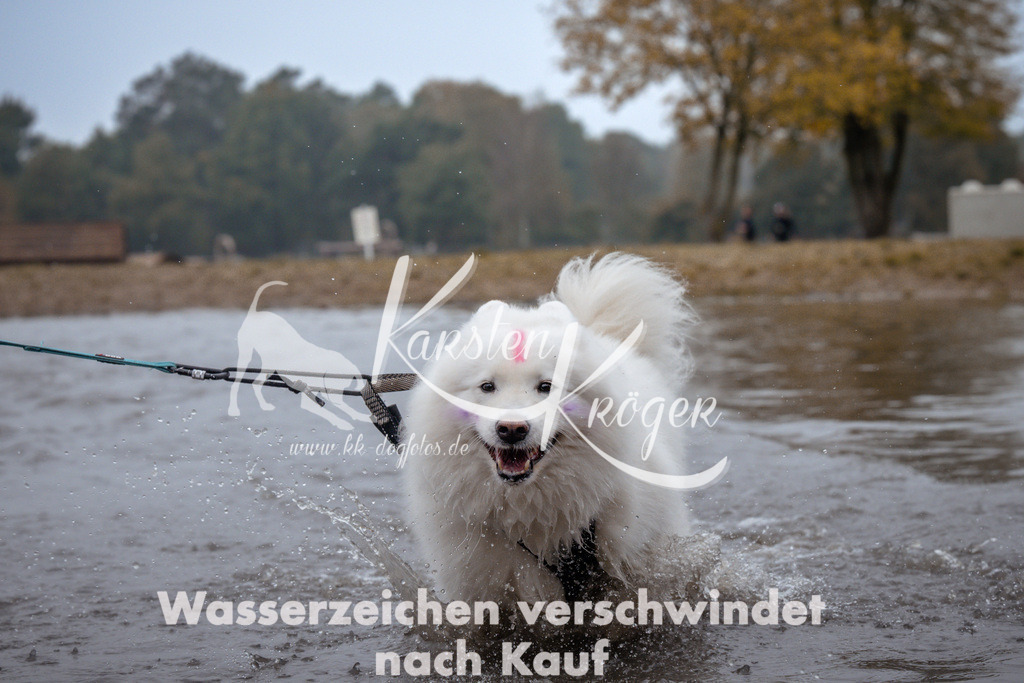 1016_ZZ98819 | kk-dogfotos