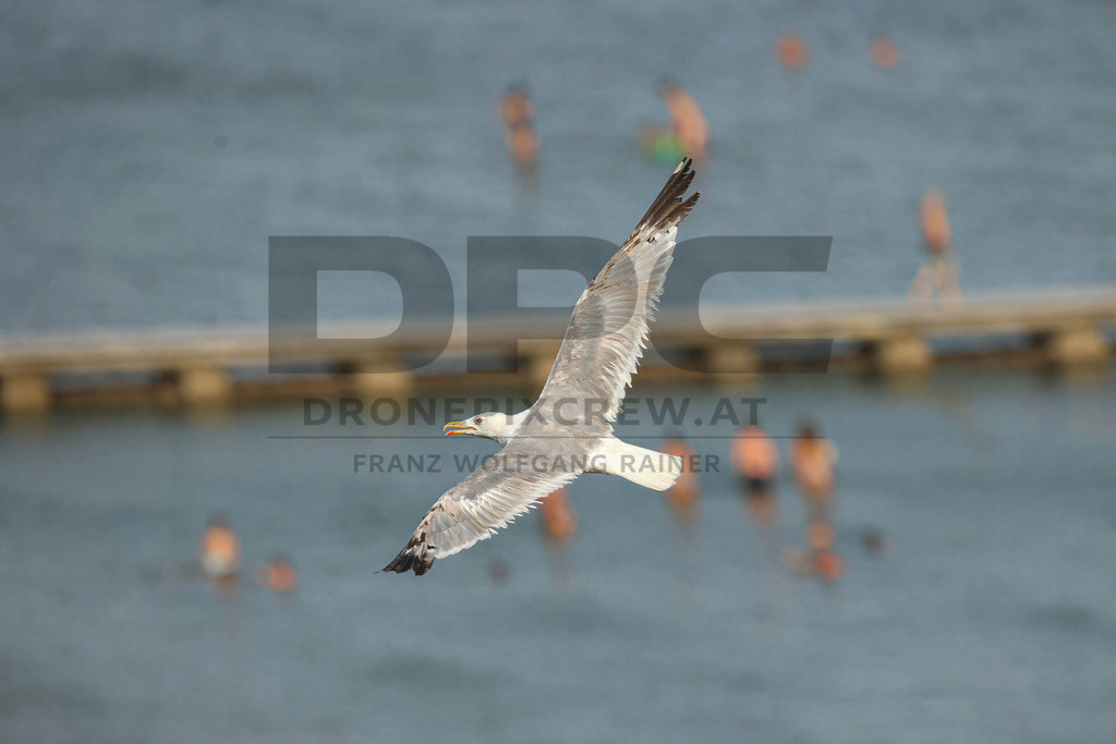 Yellow-legged Gull (Larus michahellis) | Yellow-legged Gull (Larus michahellis), a large gull species commonly found along Mediterranean coasts, rocky shorelines, harbours and coastal areas. - Realisiert mit Pictrs.com