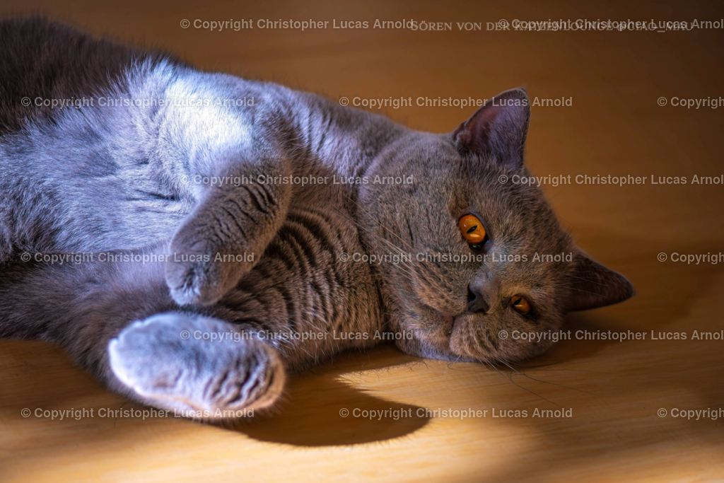 0004 | bildkomponist - Realisiert mit Pictrs.com