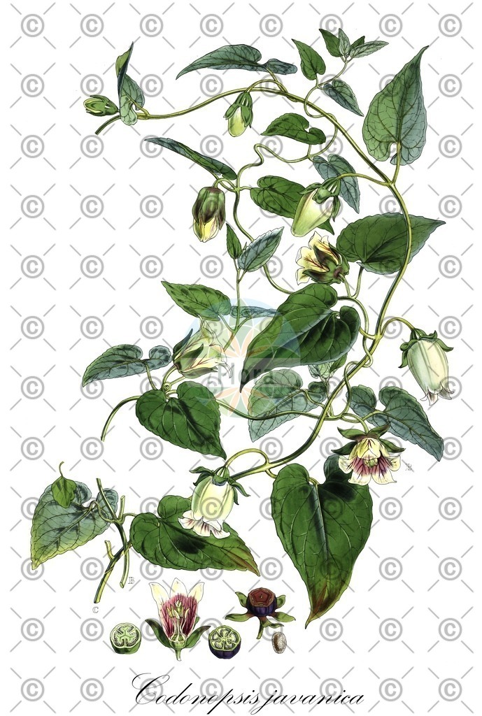HistAbb_wfo-0000830536_2_ENZY_Simple | Historische Abbildung von Codonopsis javanica - Campanulaceae | Historical Illustration of Codonopsis javanica - Campanulaceae