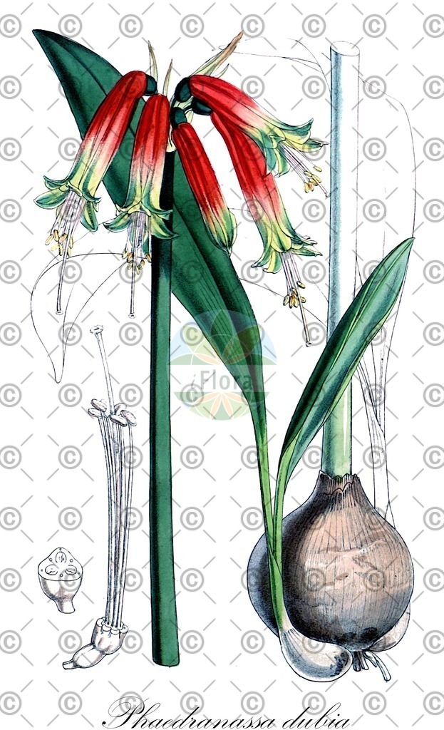 HistAbb_wfo-0001096686_1_ENZY_Simple | Historische Abbildung von Phaedranassa dubia - Amaryllidaceae | Historical Illustration of Phaedranassa dubia - Amaryllidaceae