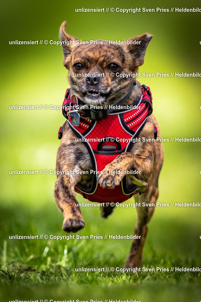 Sven Pries | 2025-04-13 - Hunderennen Baden-Baden - Realisiert mit Pictrs.com