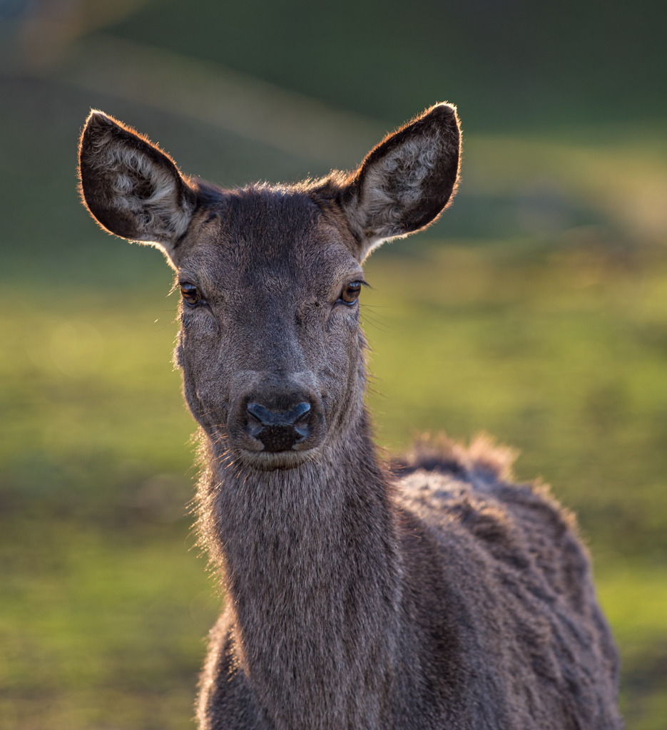 Hirschkuh leuchtet in der Sonne | Die Neugier dieser Hirschkuh erlaubte mir, ihre feine Fellzeichnung im Licht der Sonne darzustellen. - Realisiert mit Pictrs.com