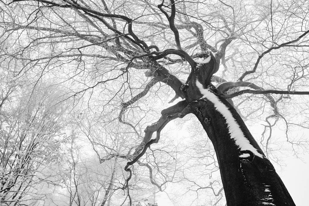 vereiste Baumkrone im Wienerwald | Wien, Austria - December 03, 2020: vereiste Baumkrone im Wienerwald. - Realisiert mit Pictrs.com
