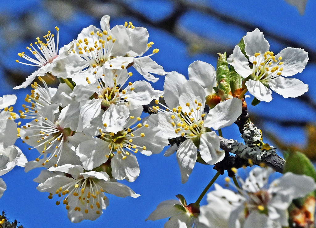 Kirschblüte01-1 | lucisnaturbilder - Realisiert mit Pictrs.com