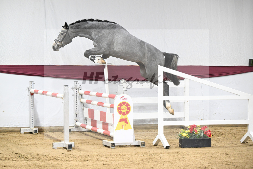 Kat-Nr. 96 Mylord Carthago x Heartbreaker_Daniel Dassler_47253141 | hf-fotografie - Realisiert mit Pictrs.com