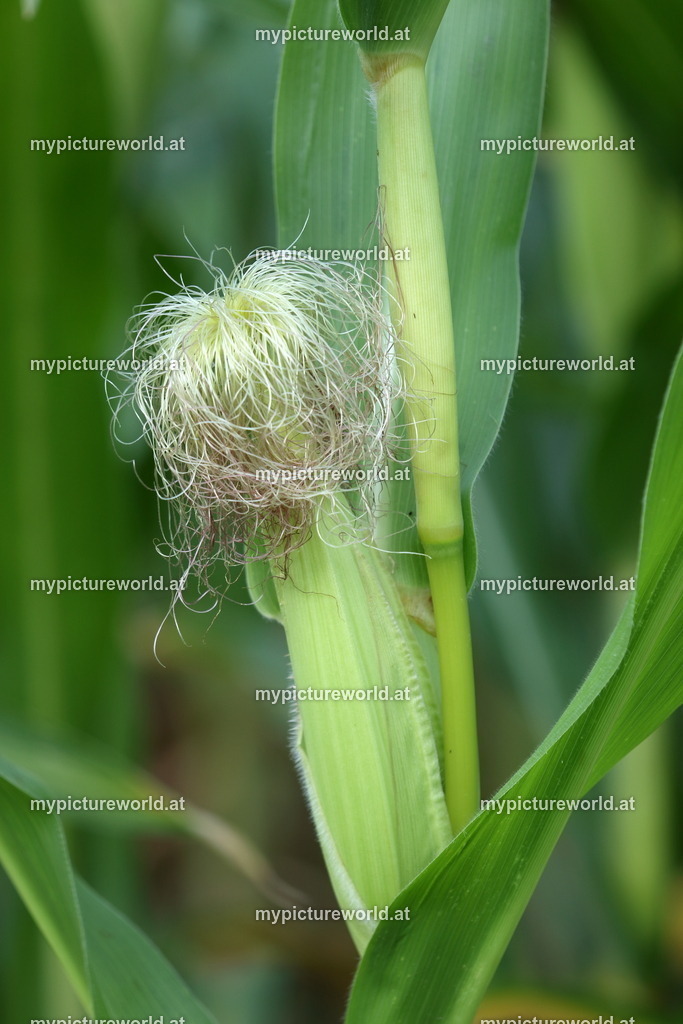 Mais-003 | Das Bilderarchiv über Tiere, Planzen und Landschaften. In der Bilddatenbank finden Sie ein große Auswahl an hochwertigen Bilder für Ihre Werbung - Realisiert mit Pictrs.com