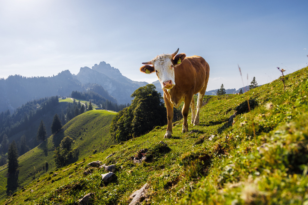 Kampenwand mit Kuh | ap-design // andreas plenk - Realisiert mit Pictrs.com