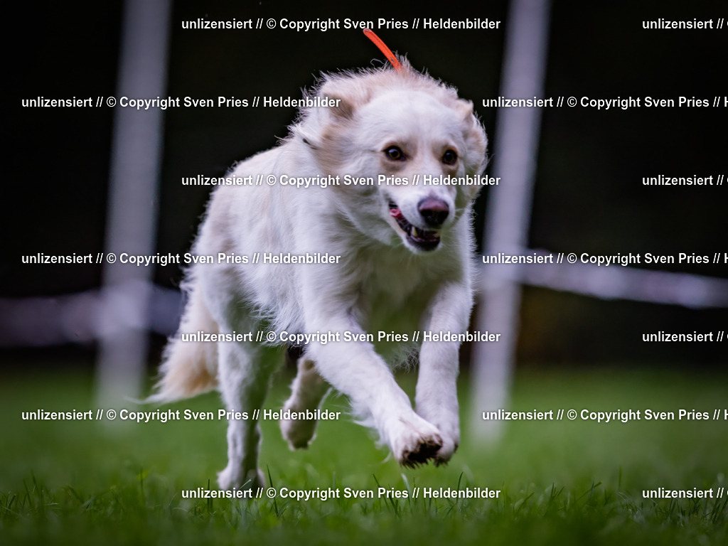 Sven Pries | 2024-10-19 - Hunderennen Ober-Grombach - Realisiert mit Pictrs.com