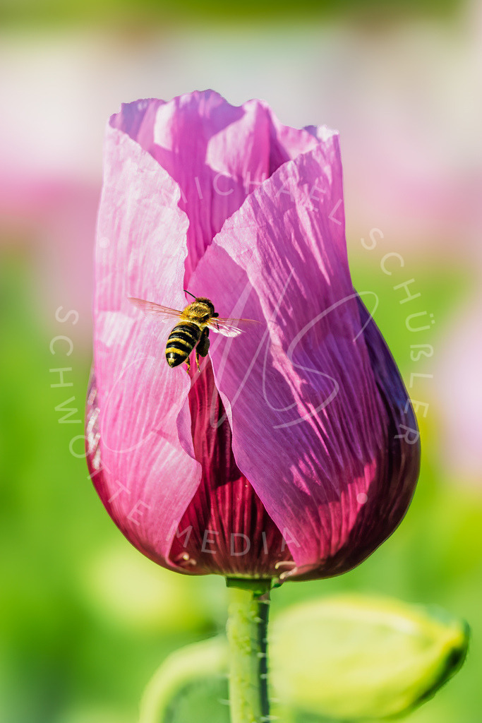 2025-05-20 2025-05-20 Erlenbacher Oelmuehle Mohnblumen 145 | Schwotte Media - Realisiert mit Pictrs.com