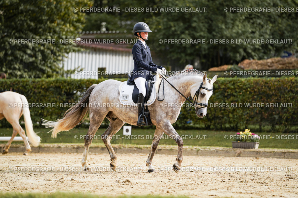 DSC04737 | Pferdegrafie