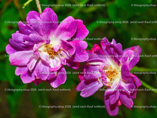 titusgraphy_P7193515-vz-ln | titusgraphy-shop: Geschenkideen mit Qualitätsfotos. titusgraphy-shop: gift ideas with quality photos. titusgraphy-shop: idées cadeaux avec photos de qualité.  - Realisiert mit Pictrs.com