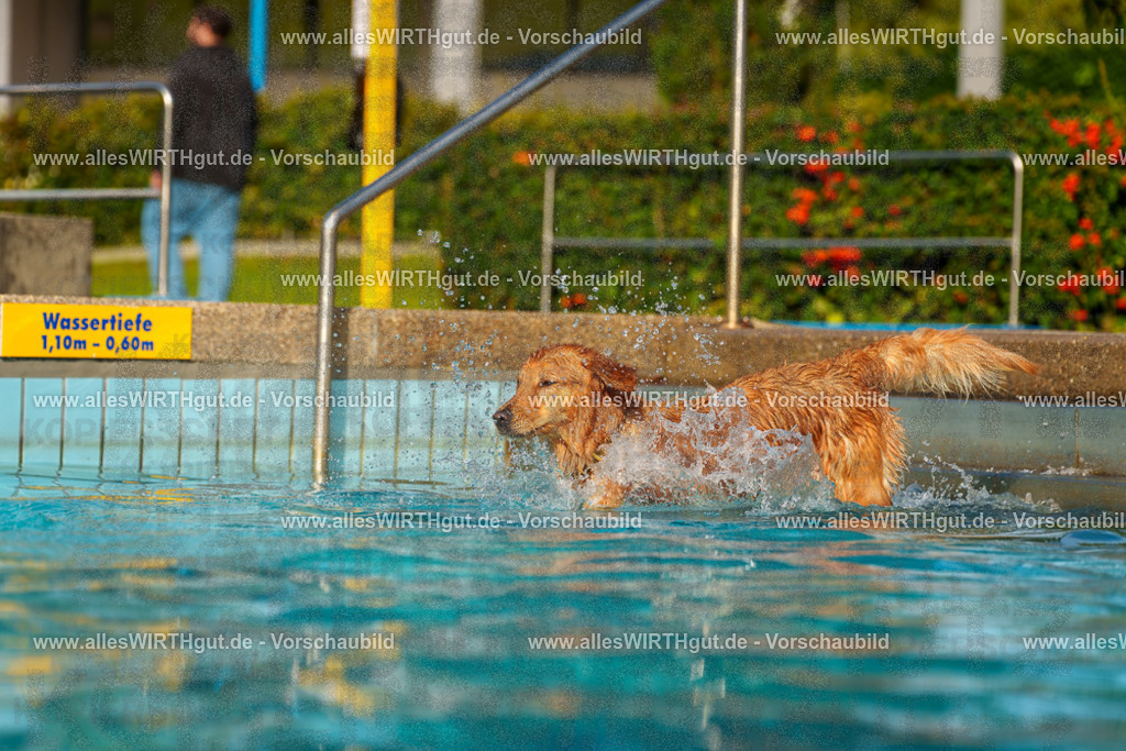 Hundeschwimmen_Grefrath_2026-allesWIRTHgut_Tierfotografie-15_06-7R509253 | Professionelle Tierfotografie in Mönchengladbach von Daniel Wirth (allesWIRTHgut). Liebevolle & natürliche Bilder von Hunden & Katzen für unvergessliche Erinnerungen.