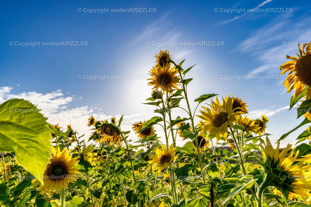 _J3A9949 | medienkrizzler - Realisiert mit Pictrs.com