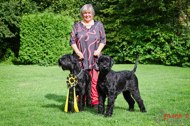 Ausstellung des Pinscher Schnauzer-Klub | Ausstellung des Pinscher-Schnauzer-Klub, OG München in Gröbenzell 30.07.2023 Foto: Leo Wyden