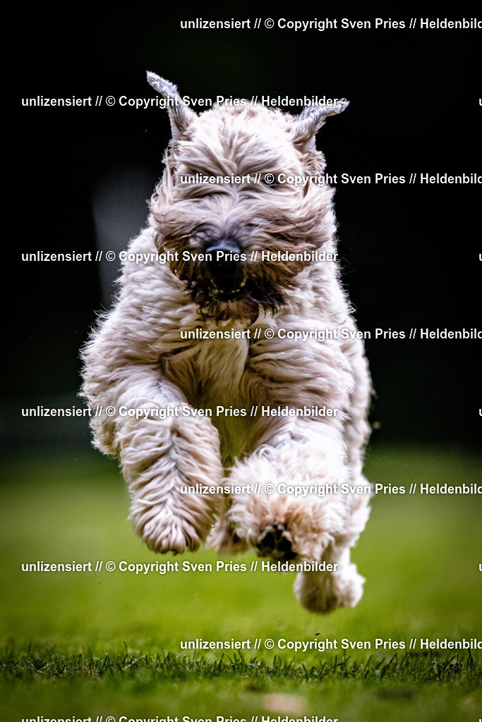 Sven Pries | 2025-10-03 - Hunderennen Obergrombach - Realisiert mit Pictrs.com