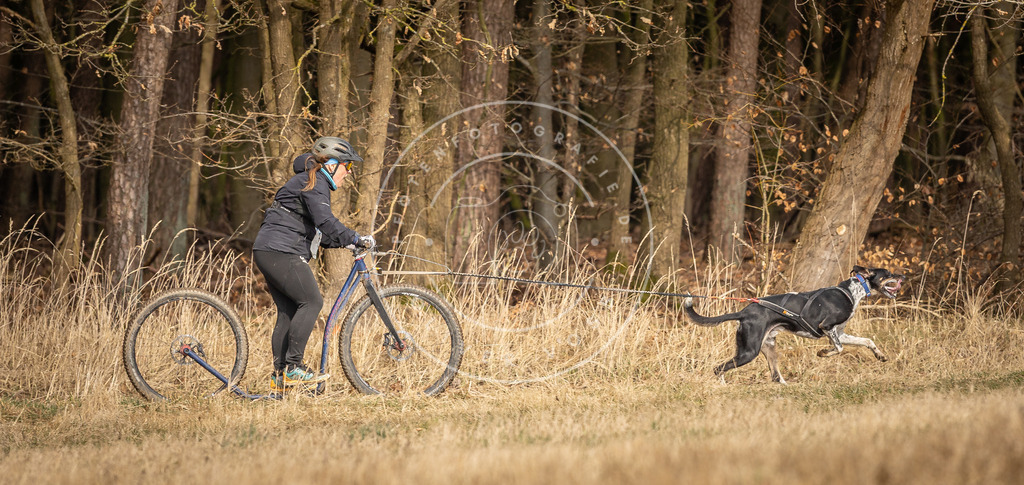 DV3A4804 | Hundefotografie, Tierfotograf, Pfotenfotografie, Fotoshooting Hund, Hunde Portrait, Hundesport, Hundeportraits, Heideshooting, Hunde, Sportfotograf, Hundefotograf, Turnierhundsport, THS,  - Realisiert mit Pictrs.com