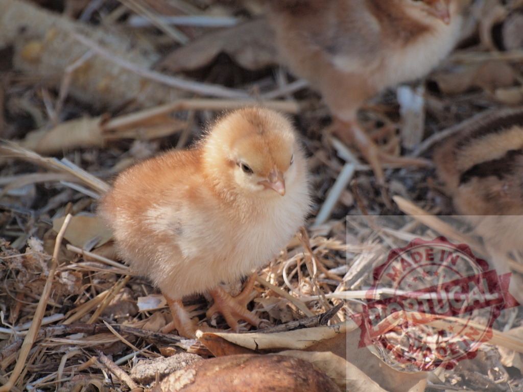 Fluffy baby chick standing on straw in farmyard | Baby chick standing on straw, symbolizing new life, innocence, and organic farming - Realisiert mit Pictrs.com