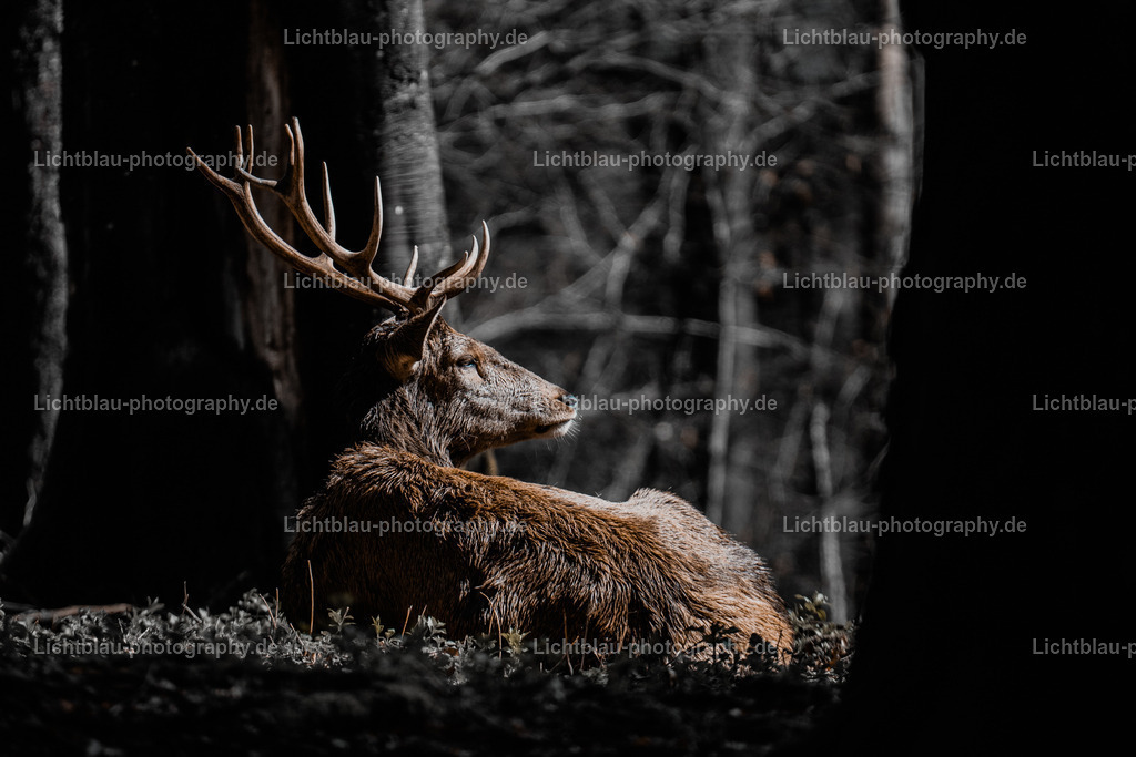 Rotwild / Hirsch | Der Rothirsch (Cervus elaphus) ist eine Art der Echten Hirsche. In der Jägersprache spricht man bei der Bezeichnung von mehreren Tieren vom Rotwild. Wie bei den meisten anderen Vertretern der Hirsche bildet nur das männliche Tier jährlich ein Geweih aus. Im mitteleuropäischen Raum ist der Rothirsch eines der größten freilebenden Wildtiere und kommt hier fast nur noch in Waldbiotopen vor. Ursprünglich war er Bewohner offener und halboffener Landschaften. - Realisiert mit Pictrs.com