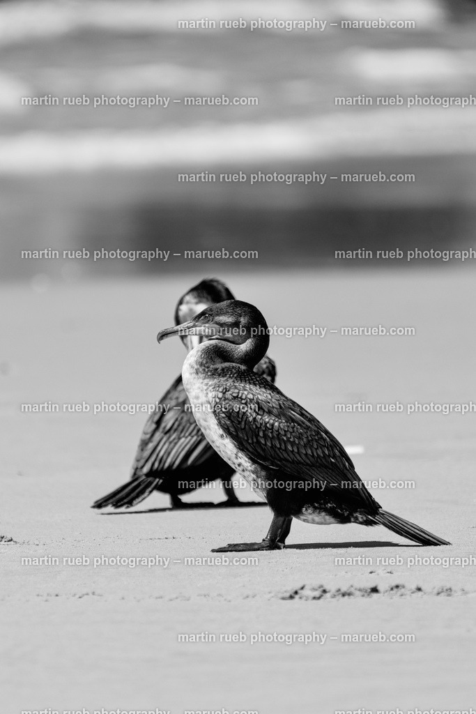 Ocean breeze in gray | Cormorants at a South African beach - Realisiert mit Pictrs.com