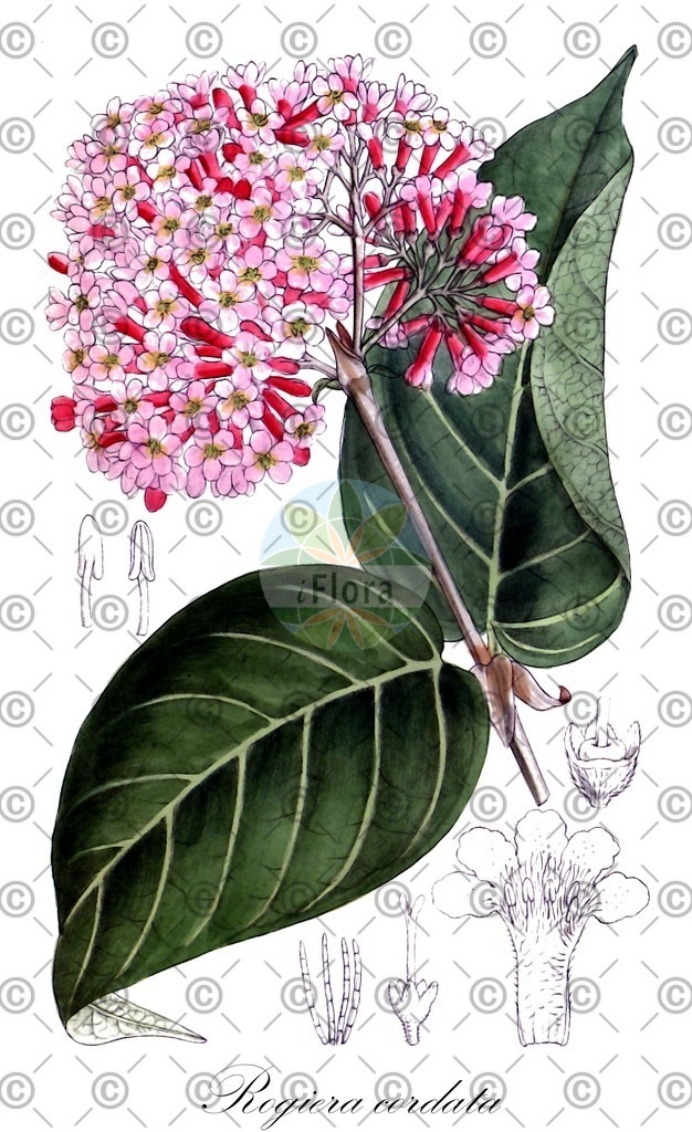 HistAbb_wfo-0000031730_1_ENZY_Simple | Historische Abbildung von Rogiera cordata - Rubiaceae | Historical Illustration of Rogiera cordata - Rubiaceae