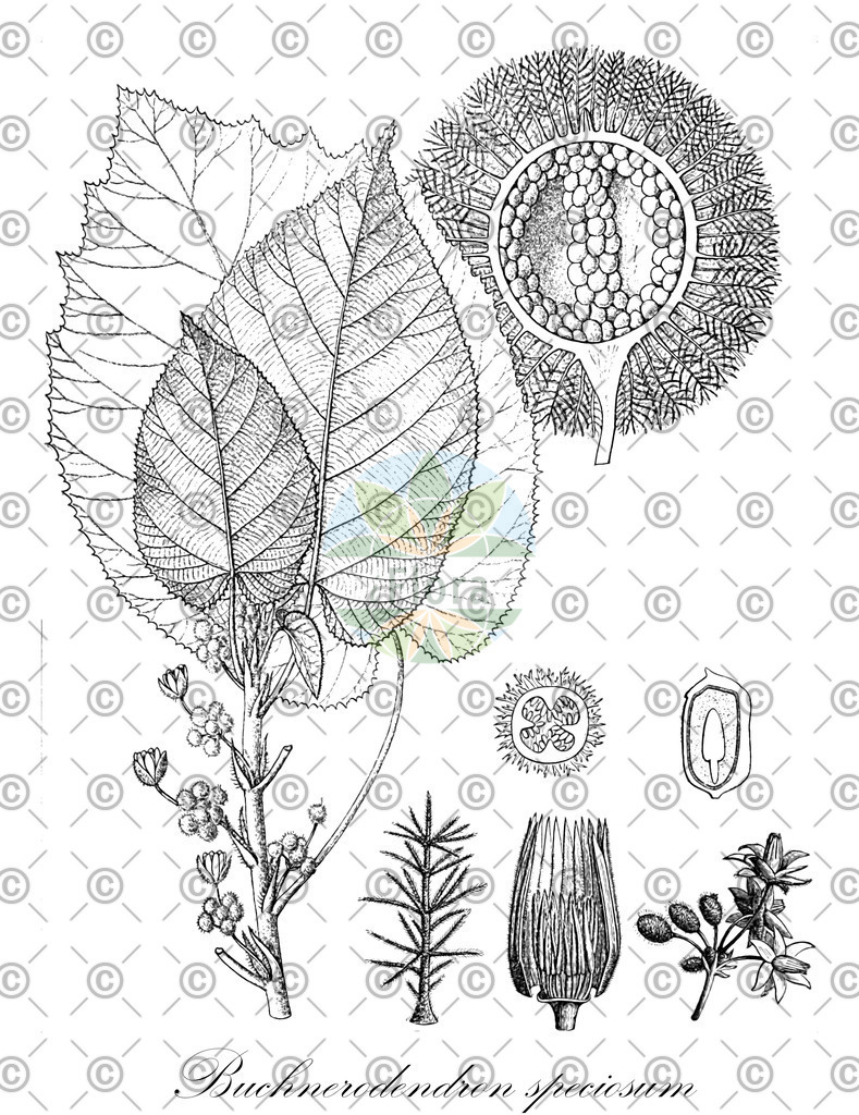 HistAbb_wfo-0001317663_1_ENZY_Simple | Historische Abbildung von Buchnerodendron speciosum - Achariaceae | Historical Illustration of Buchnerodendron speciosum - Achariaceae