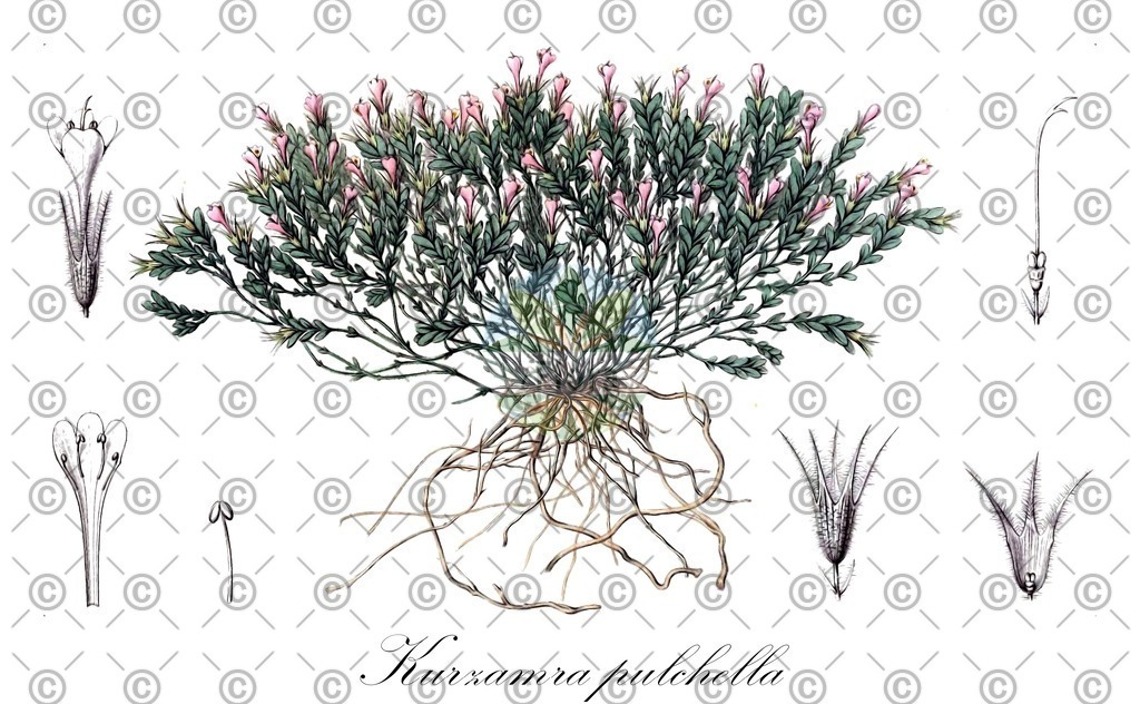 HistAbb_wfo-0001076690_1_ENZY_Simple | Historische Abbildung von Kurzamra pulchella - Lamiaceae | Historical Illustration of Kurzamra pulchella - Lamiaceae