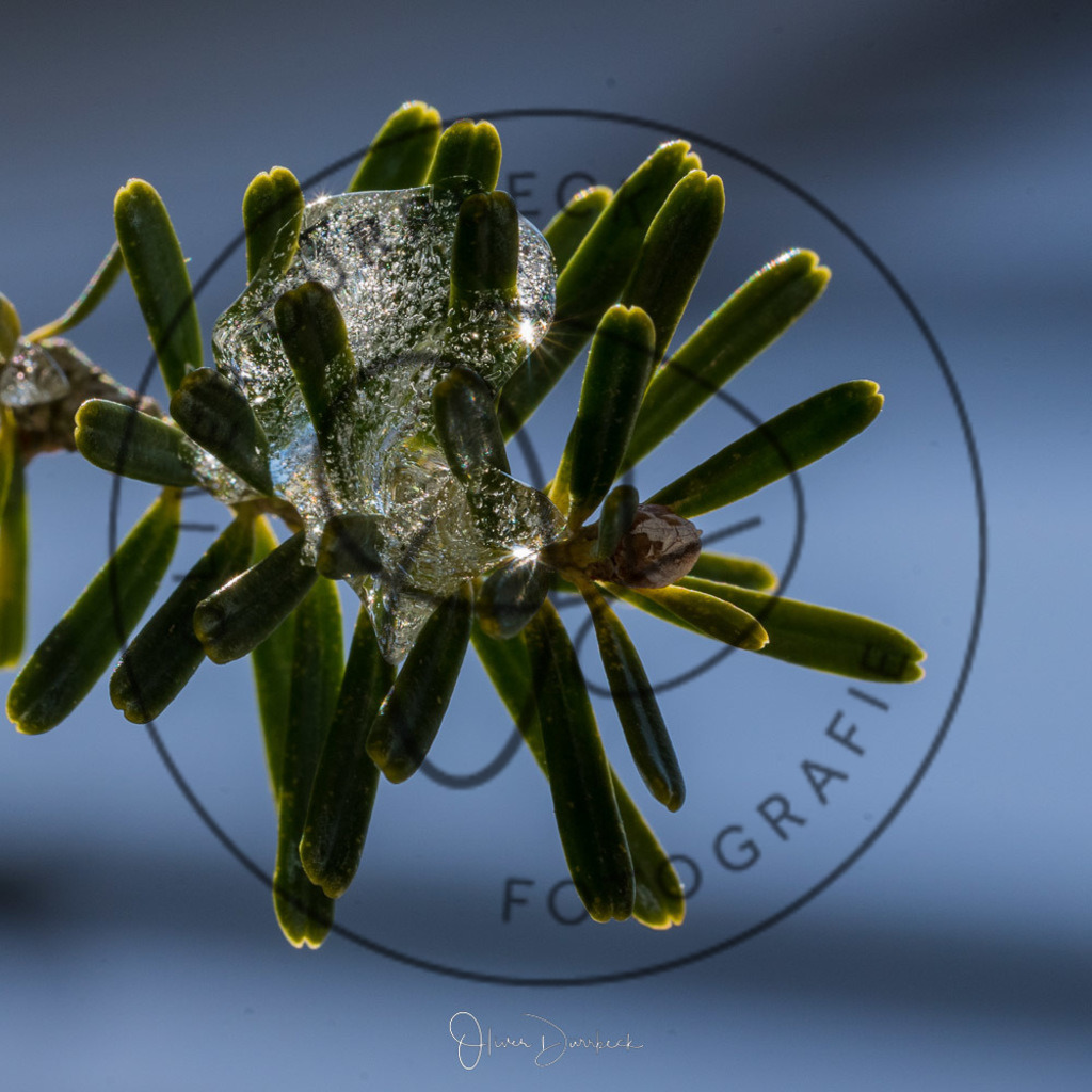 natur-pflanzen-26 | Shop für Kindergartenfotografie und andere Fotoprodukte von Oliver Dürrbeck Fotografie. - Realisiert mit Pictrs.com