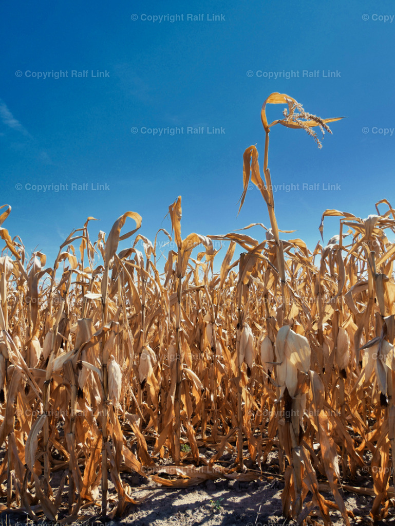 Dürre im Maisfeld | Dürre im Maisfeld