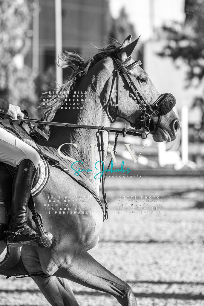 IMG_2643 | s-jay-photography - Realisiert mit Pictrs.com