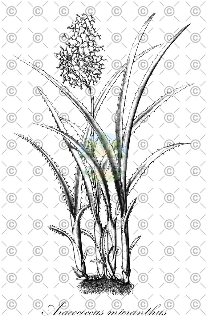 HistAbb_wfo-0000543050_1_ENZY_Simple | Historische Abbildung von Araeococcus micranthus - Bromeliaceae | Historical Illustration of Araeococcus micranthus - Bromeliaceae