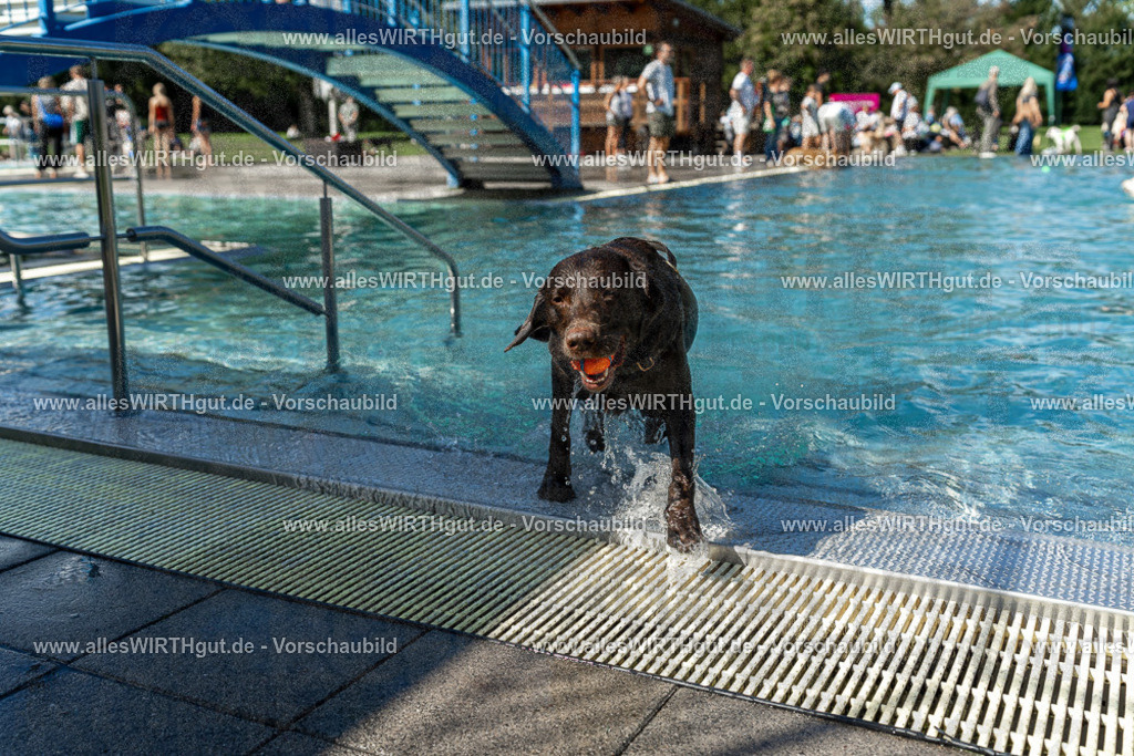 Hundeschwimmen_Volksbad_2026-allesWIRTHgut_Tierfotografie-2609061311-122110-7R500587 | Professionelle Tierfotografie in Mönchengladbach von Daniel Wirth (allesWIRTHgut). Liebevolle & natürliche Bilder von Hunden & Katzen für unvergessliche Erinnerungen.