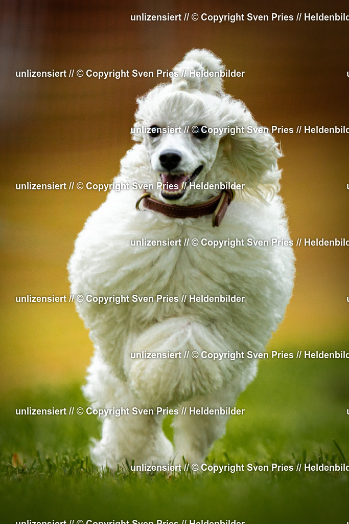 Sven Pries | 2025-09-21 - Hunderennen Baden-Oos - Realisiert mit Pictrs.com